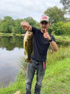 Largemouth Bass