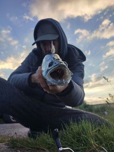 Zander