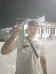 Bluefish