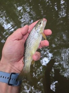 Brown Trout