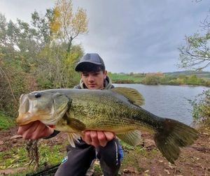 Smallmouth Bass