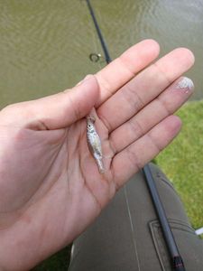 Prussian Carp