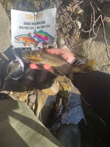 Brown Trout