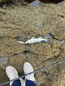 European Bass (Seabass)