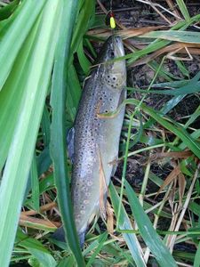 Brown Trout