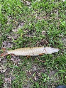 Northern Pike