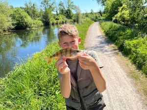 European Perch