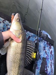 Zander