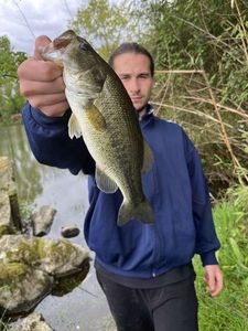 Largemouth Bass