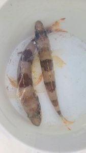 Mediterranean Flagfin