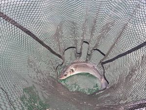 European Bass (Seabass)