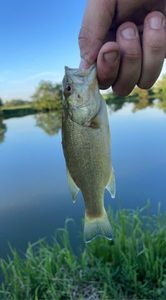 Largemouth Bass