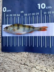 European Perch