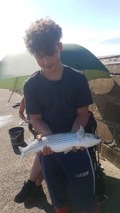 Thicklip Grey Mullet