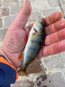 European Perch