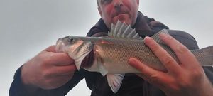 European Bass (Seabass)