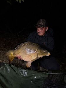 Mirror Carp