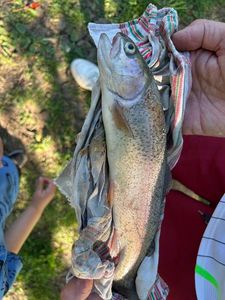 Rainbow Trout