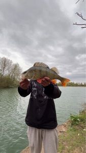European Perch