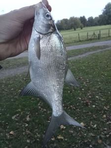 Common Bream