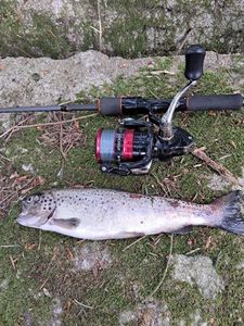 Brown Trout