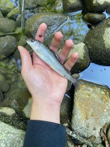 Lake Whitefish