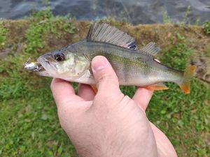 European Perch