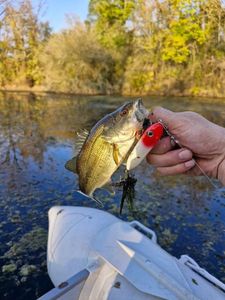 Largemouth Bass