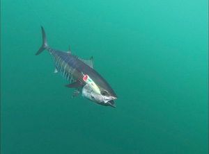 Bluefin Tuna