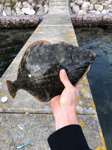 European Flounder