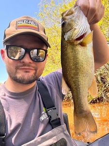Largemouth Bass