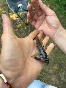 Round Goby