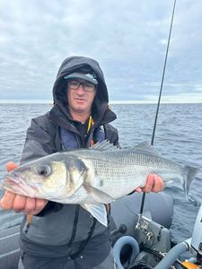 European Bass (Seabass)