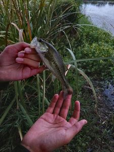 Largemouth Bass