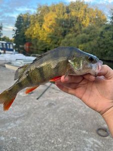 European Perch