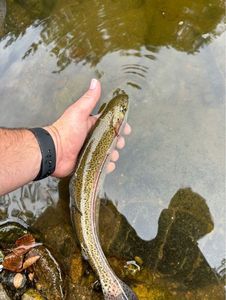 Rainbow Trout