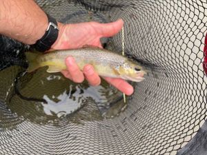 Brown Trout
