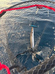 Obtuse Barracuda