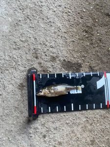 Three-spined stickleback
