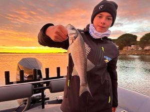 European Bass (Seabass)