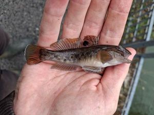 Round Goby