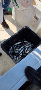 Mackerel