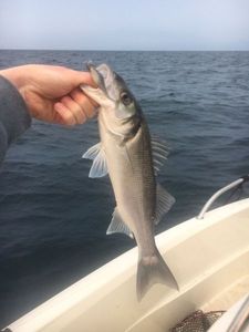 European Bass (Seabass)