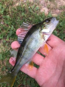 European Perch