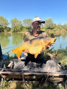 Common Carp