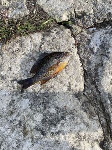 Green Sunfish