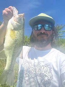 Largemouth Bass