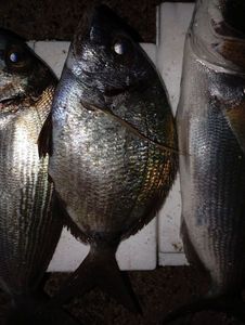 White Seabream