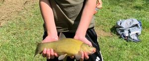 Tench
