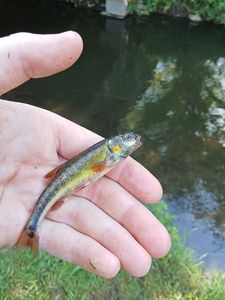 Common Minnow